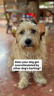 Small fluffy dog wearing protective earmuffs sitting on a patio with text overlay that reads 'Does your dog get overstimulated by other dog’s barking